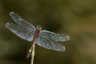 Leucorrhinia pectoralis